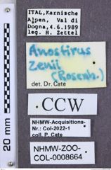 Etiketten zu Anostirus zenii (NHMW-ZOO-COL-0008664)